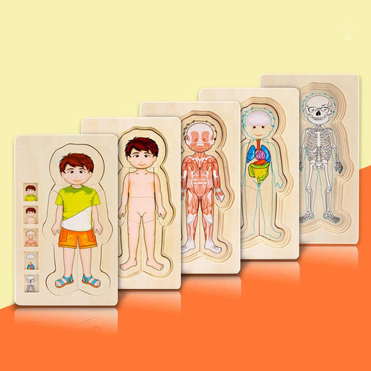 Quebra-Cabeça Montessori do Corpo Humano